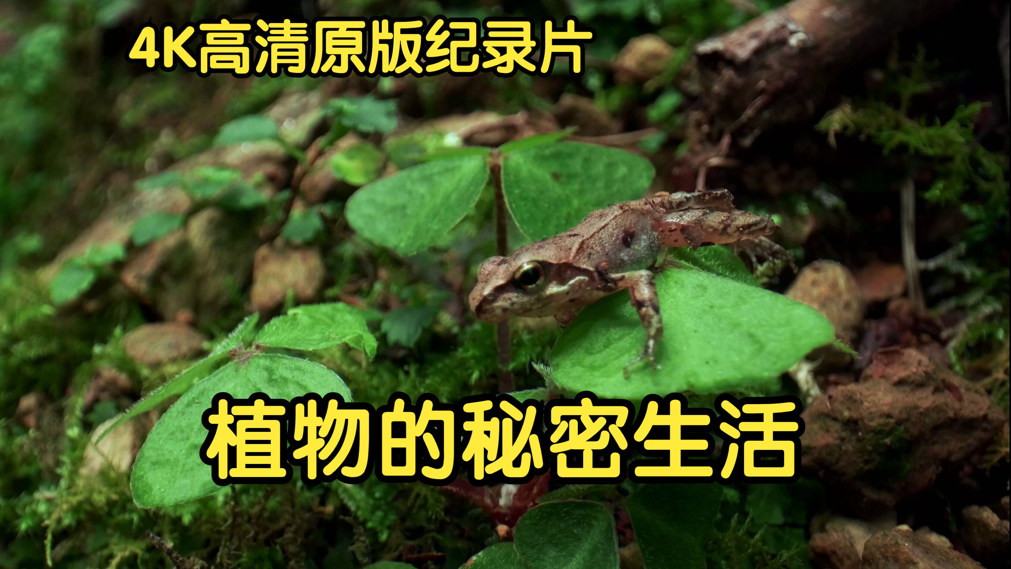 [4K高清纪录片] 植物的秘密生活 Natures Hidden Miracles  The Secret Life of Plants哔哩哔哩bilibili