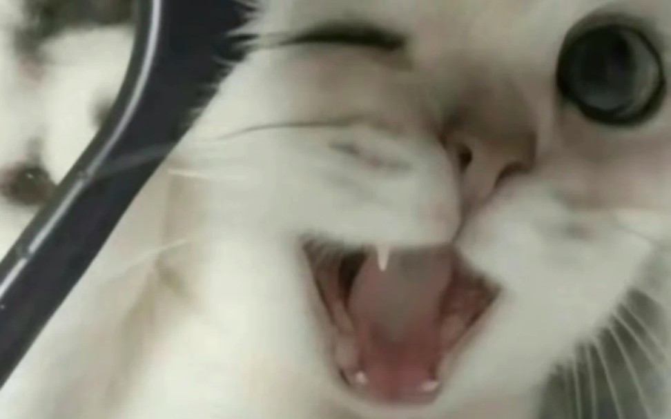 今天敢摔猫!明天敢摔人!