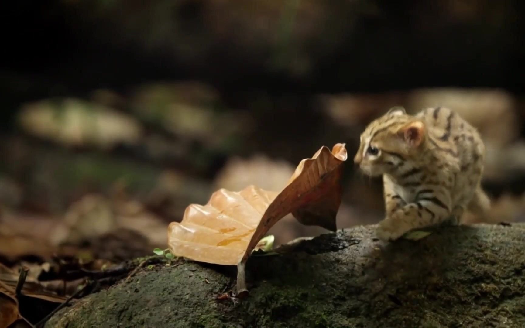 世界上最小的猫咪~~锈斑豹猫