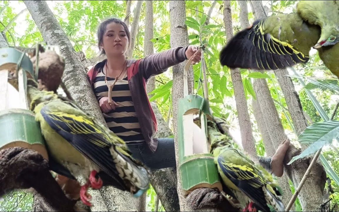 [图]树上的陷阱抓住了目标鸟