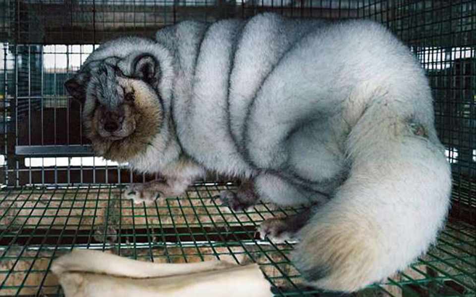 lol赏金术士300斤的肥狐狸