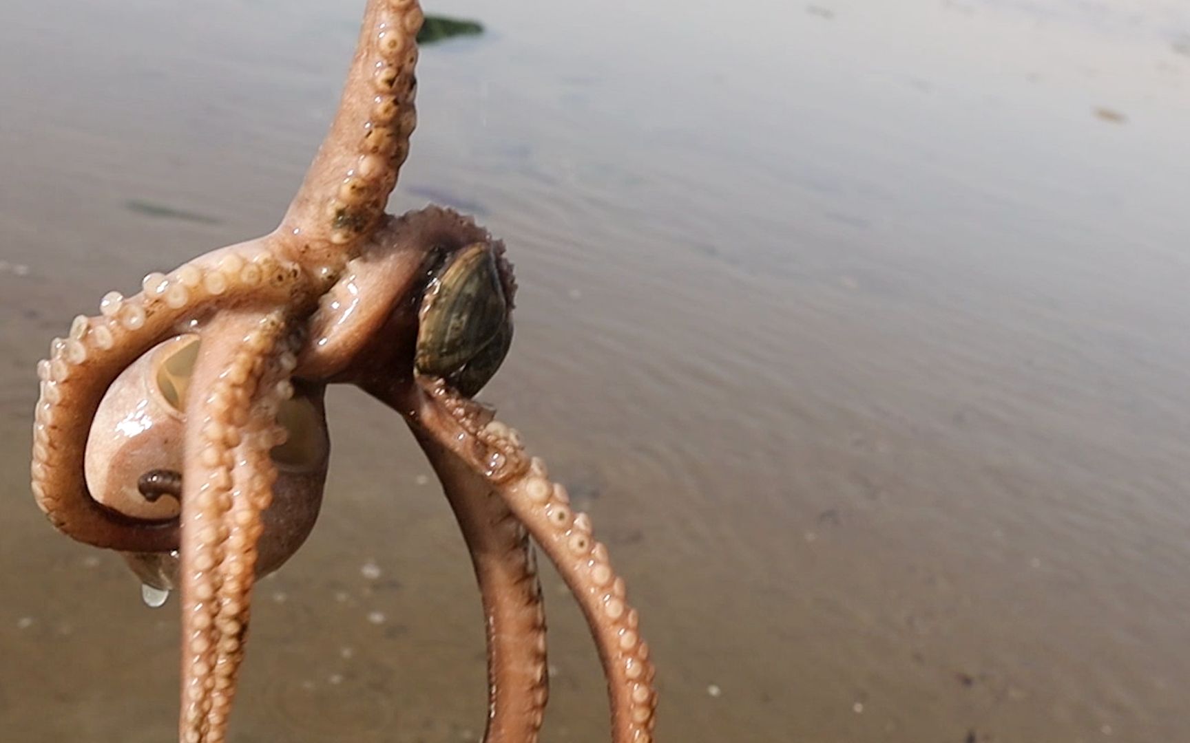 活动作品纹铭赶海大海退潮后全都是章鱼这下发财了多的一发不可收拾