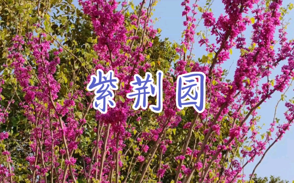 紫荆园.洛阳隋唐植物园哔哩哔哩bilibili