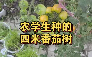 Tải video: 农学生一不小心种出了四米多高的番茄，期待种成番茄树。