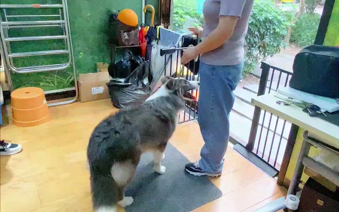 【训犬】边牧暴冲追车吠狗,激动到尿主人身上哔哩哔哩bilibili