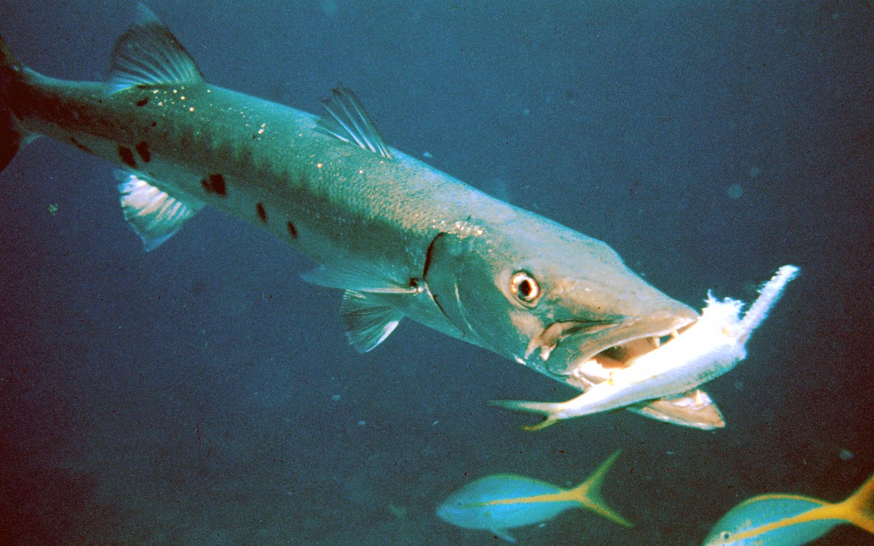 吞食鱼2如何安全快速的吃到梭鱼