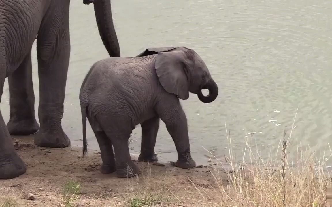 想用鼻子吸水的小象,尝试了半天还是决定趴下去用嘴喝