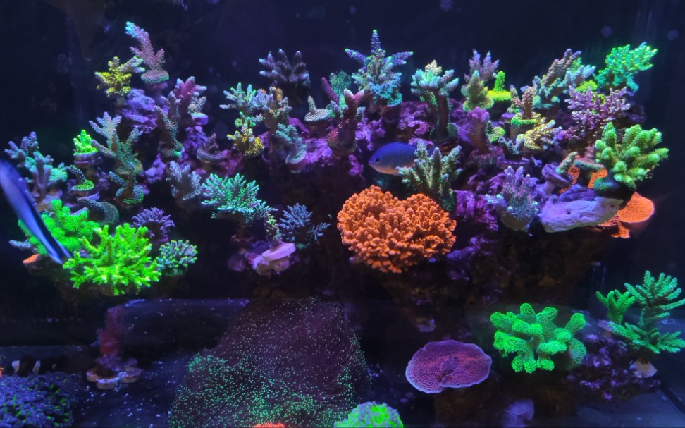 半年的sps珊瑚缸