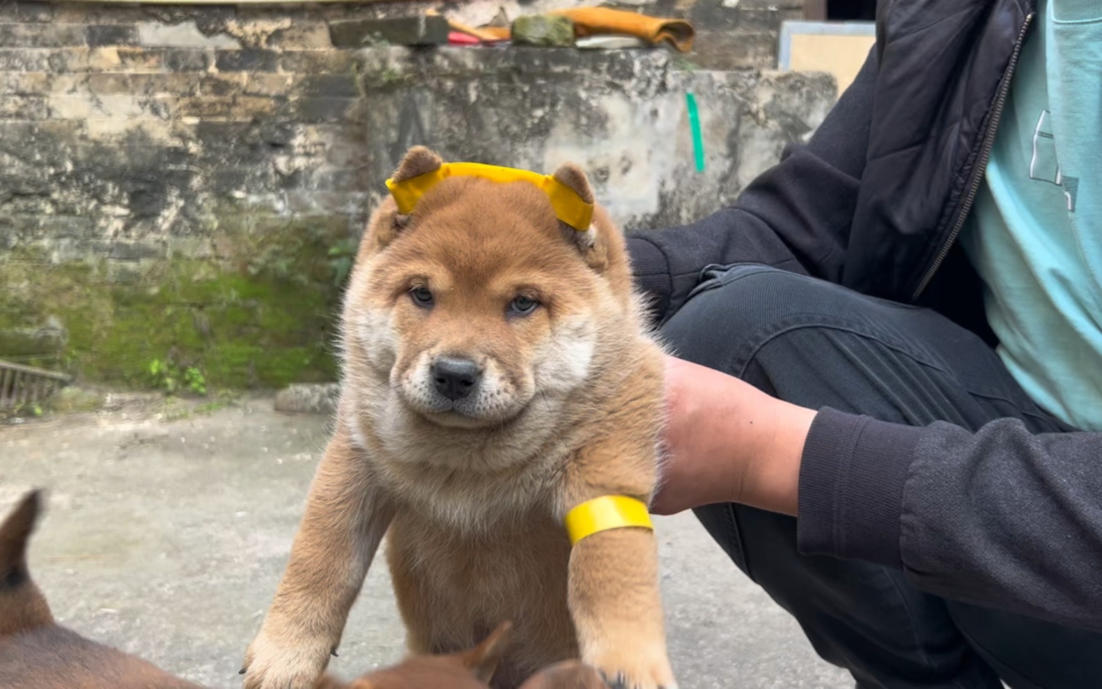 今天乡下偶遇几条漂亮的小田园犬,虎头猫耳,胖嘟嘟的