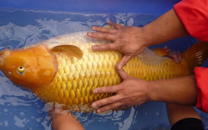 【怪兽来了】摸鱼就要摸大的!法国小哥捕获巨型锦鲤