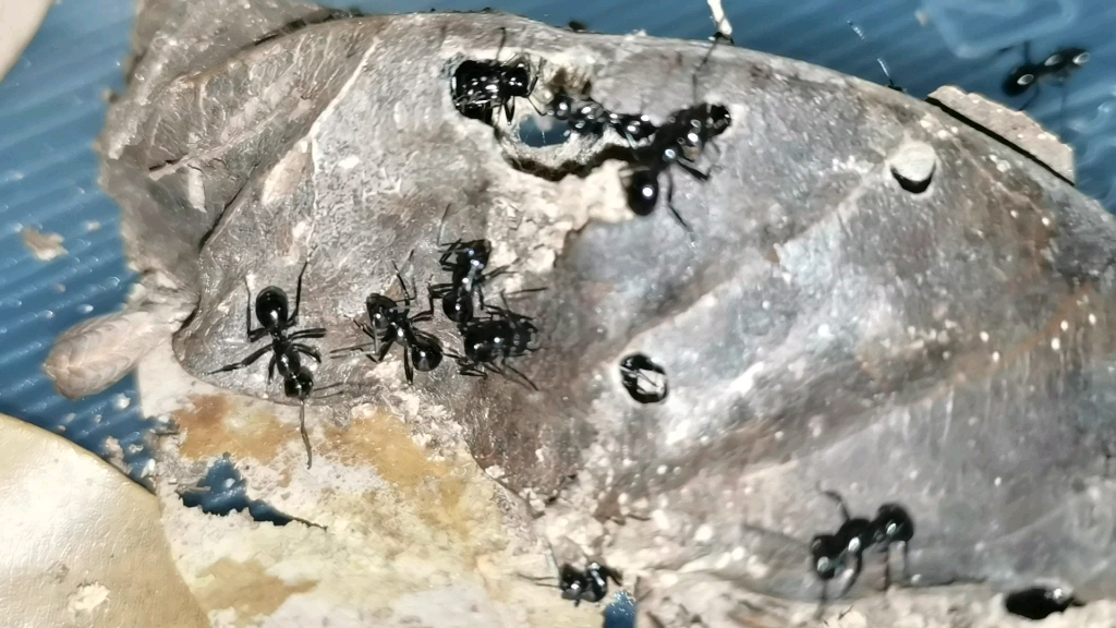 德曼多刺蚁(polyrhachis demangei)有趣的叶巢