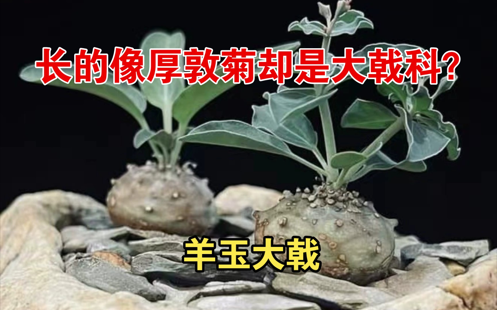 第503弹:长的像厚敦菊却是大戟科?羊玉大戟Euphorbia globulicaulis哔哩哔哩bilibili