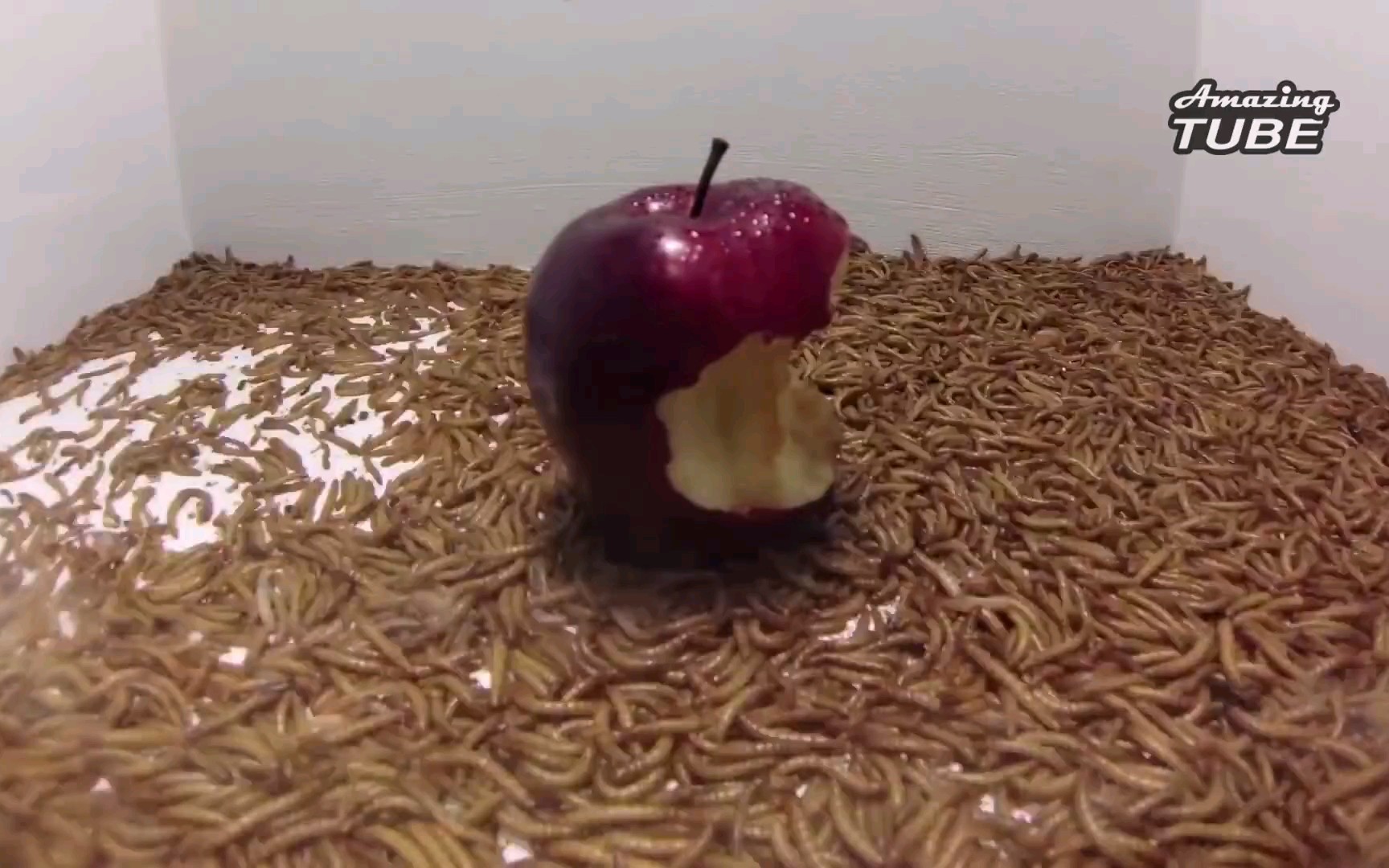 面包虫如何快速的吃掉一个苹果