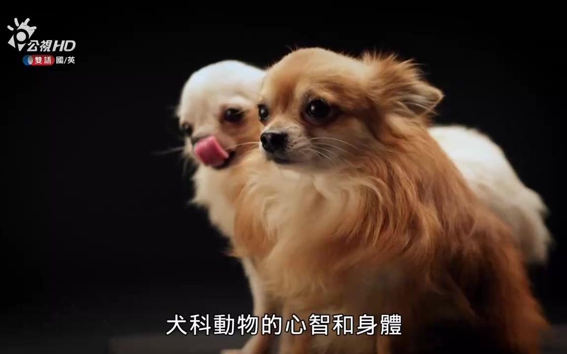 [图]记录片《狗儿当家/狗狗秘闻 The Secret Life of the Dog》中文字幕