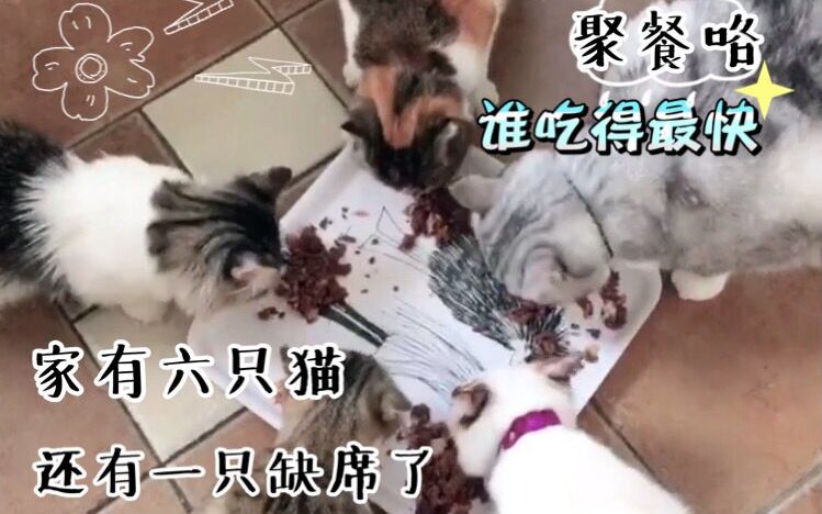 家里有六只猫是一件神奇的事情 看看六只猫的一天是如何度过的吧哔哩哔哩bilibili