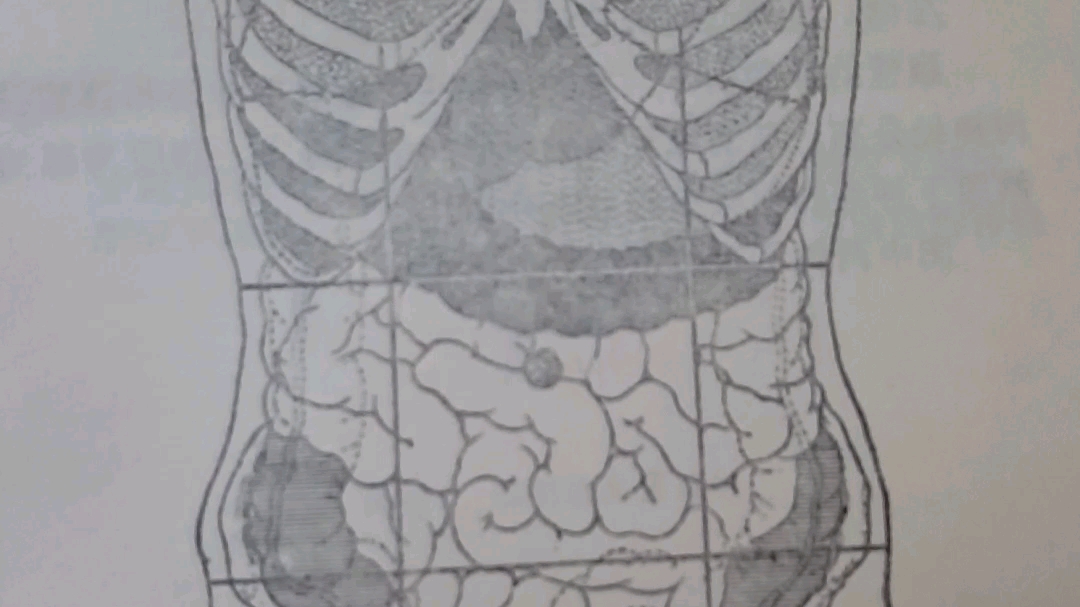 各器官的体表投影图片