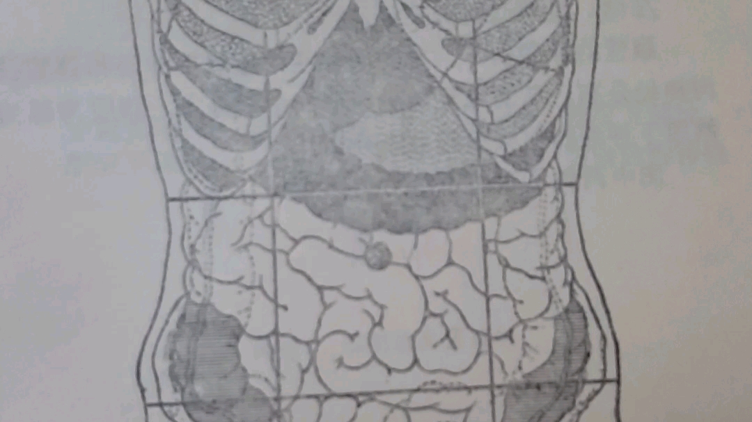 图423腹部分区与内脏体表投影哔哩哔哩bilibili