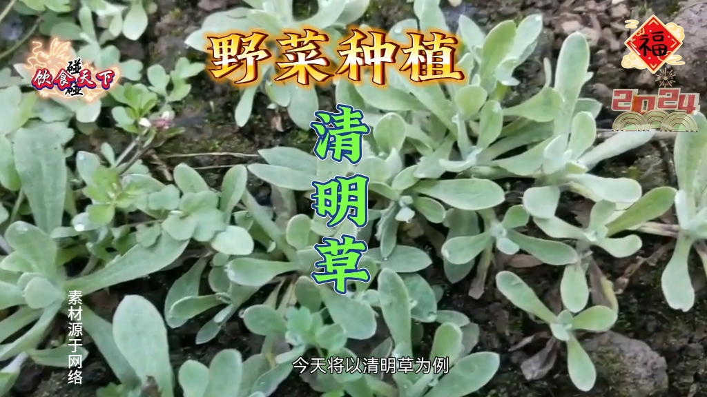 清明草在家如何种野菜哔哩哔哩bilibili