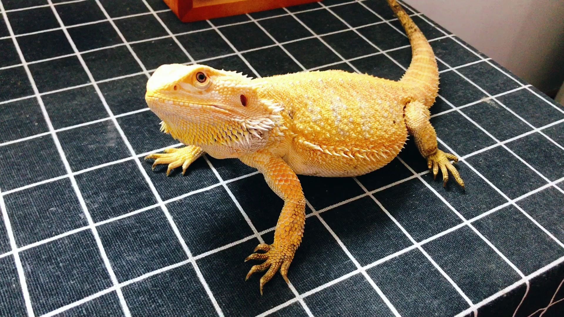 我家的大黄鬃狮蜥