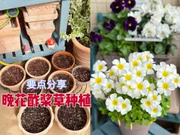 Download Video: 晚花酢浆草种植要点分享，及早花酢浆草生长进度更新。