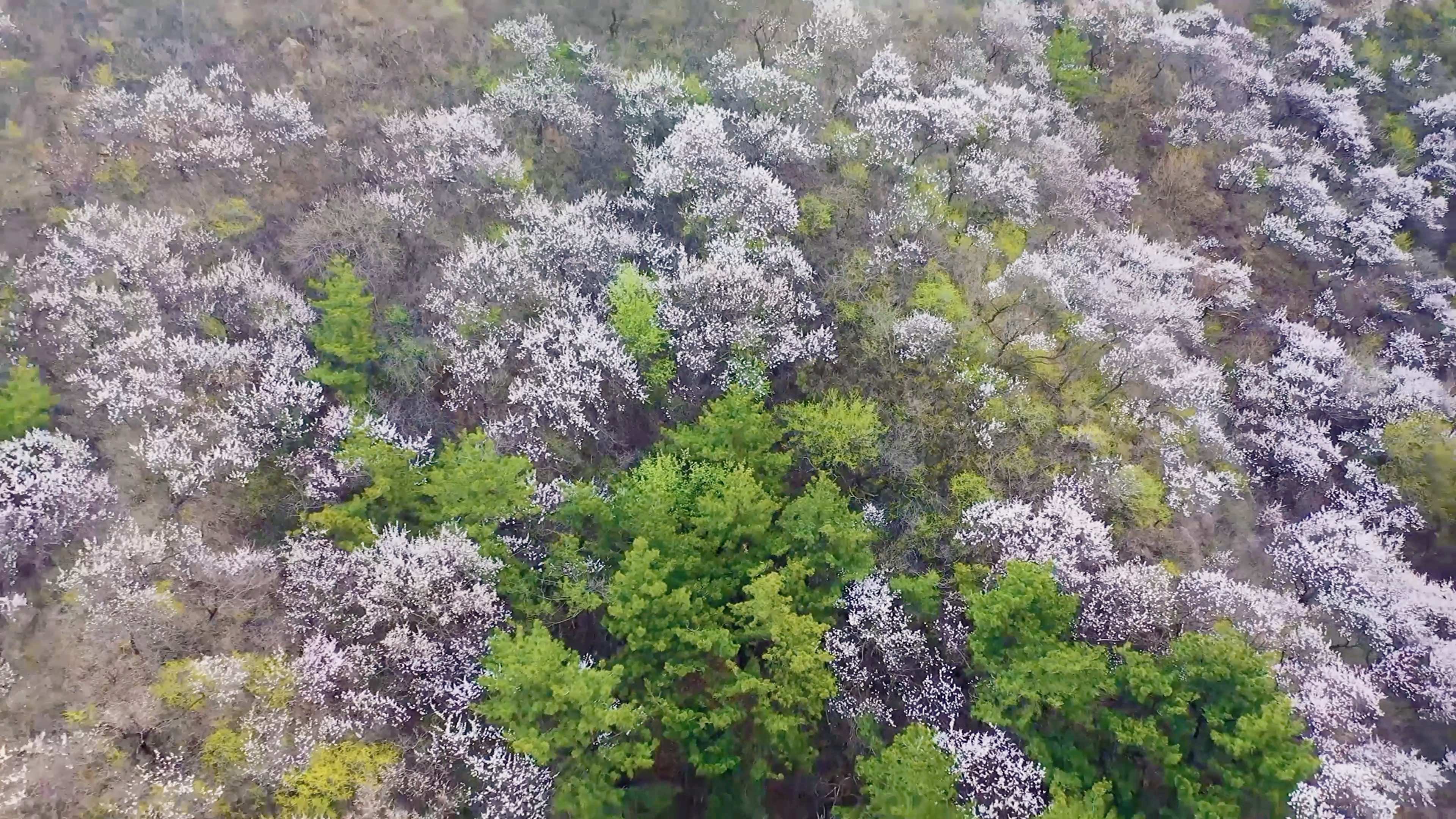 [图]黄河壶口瀑布迎来最美桃花汛 瀑布+桃花 属于春天最美的样子