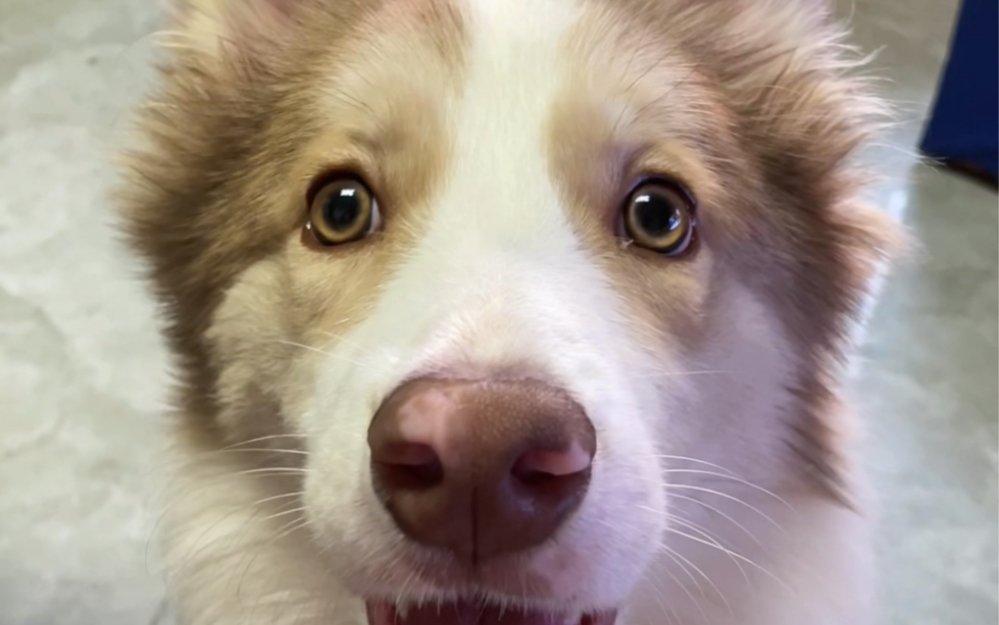 小二呆萌呆萌的