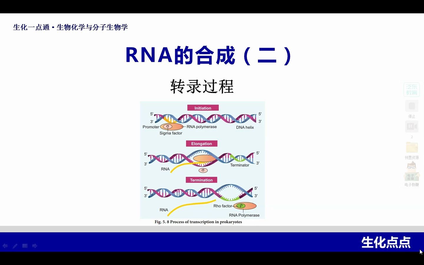 26 转录过程哔哩哔哩bilibili