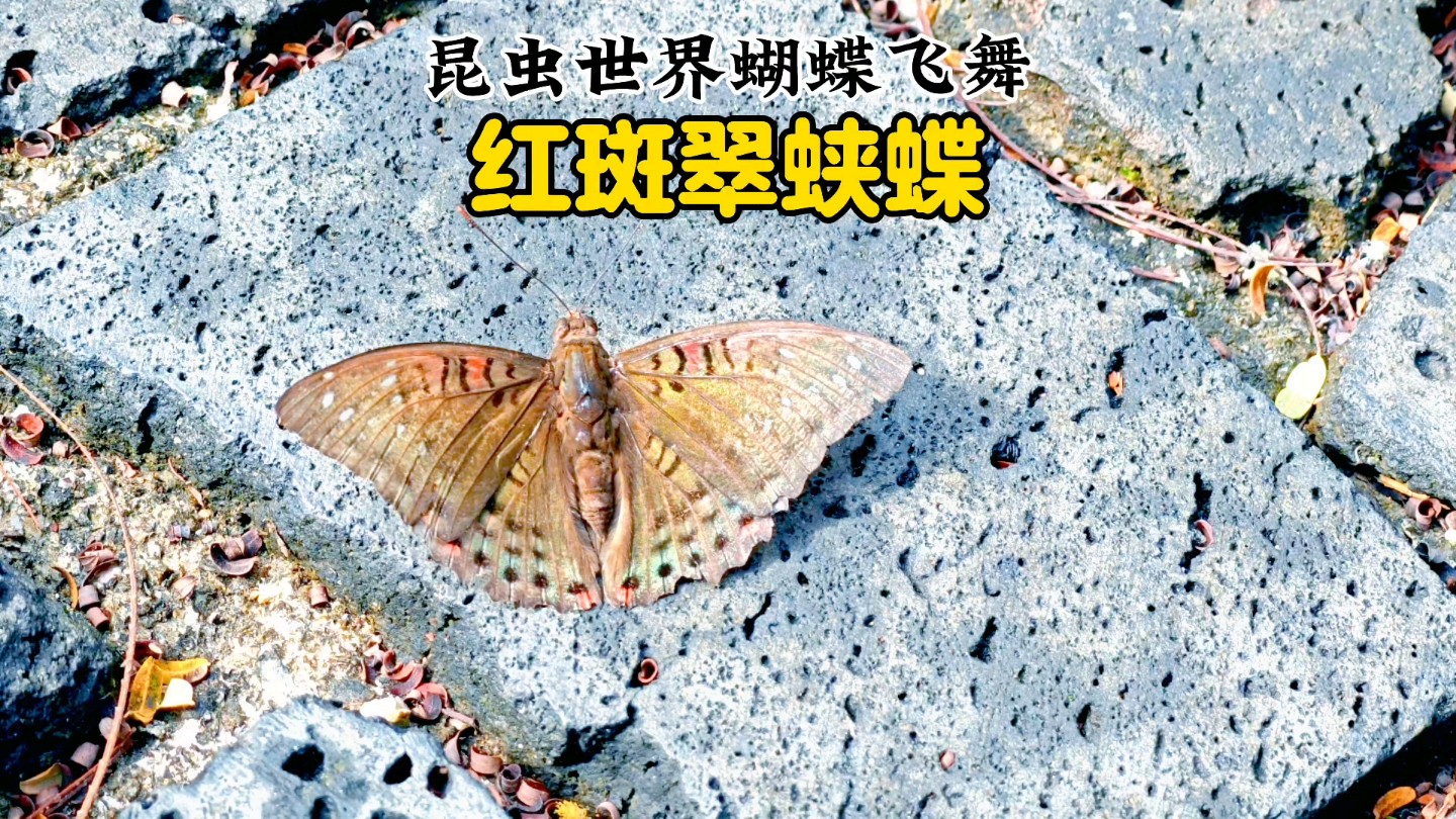 昆虫世界蝴蝶飞舞颜色已渐淡红斑翠蛱蝶哔哩哔哩bilibili