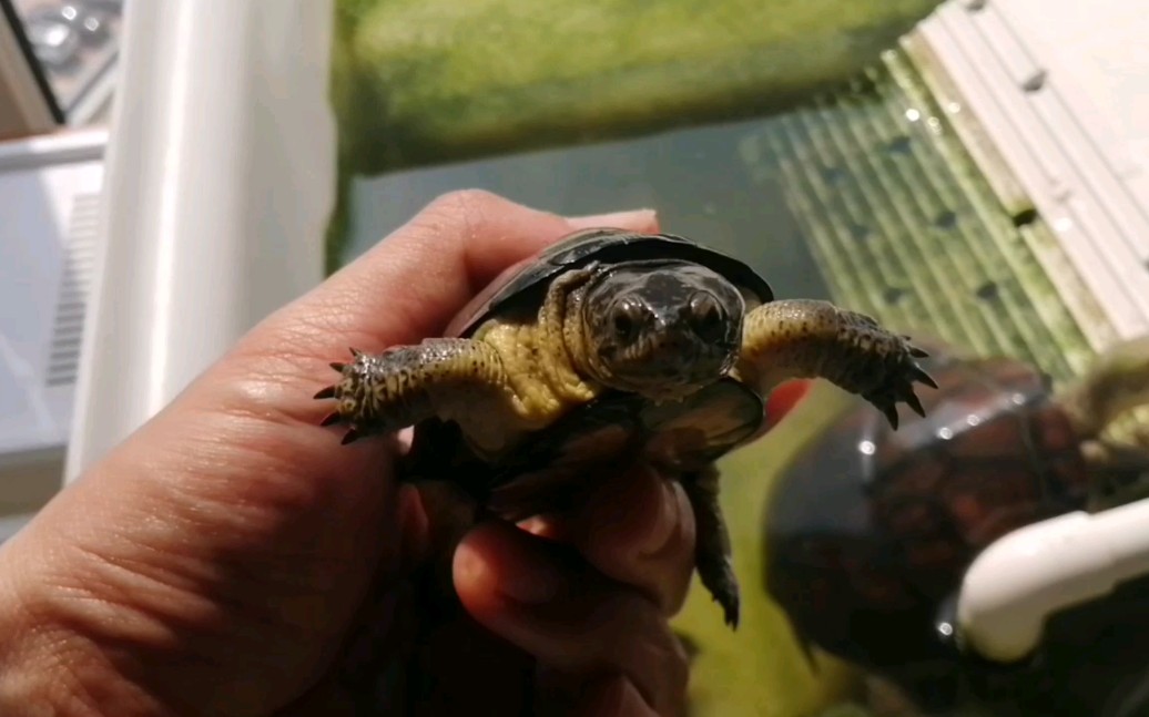 体型最小的侧颈龟(侏儒侧颈龟)