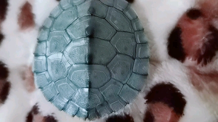 地图龟 第三天,真菌基本没了,再上一次药巩固一下