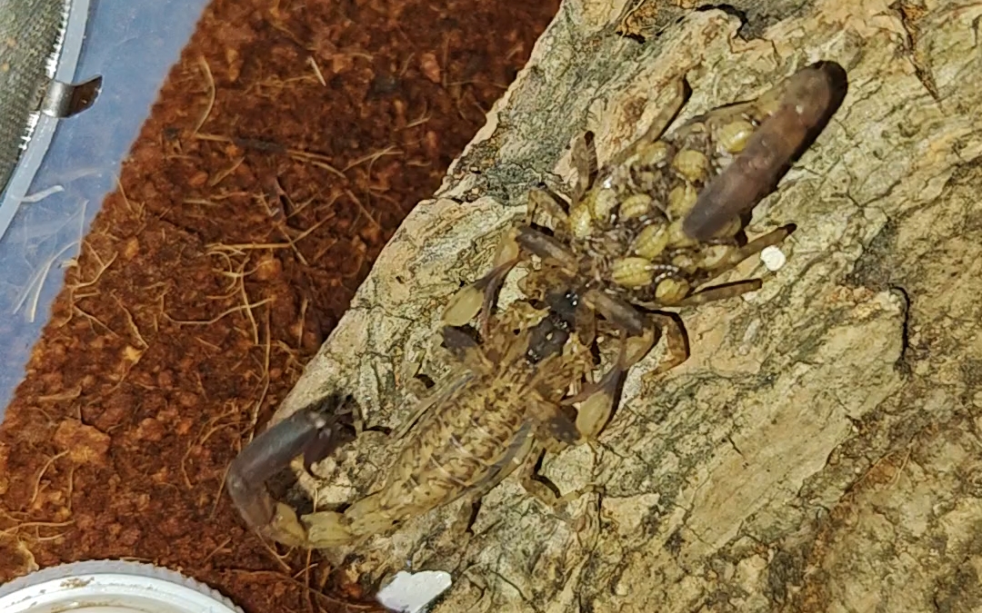 细尖狼蝎 生完公的就去配上了