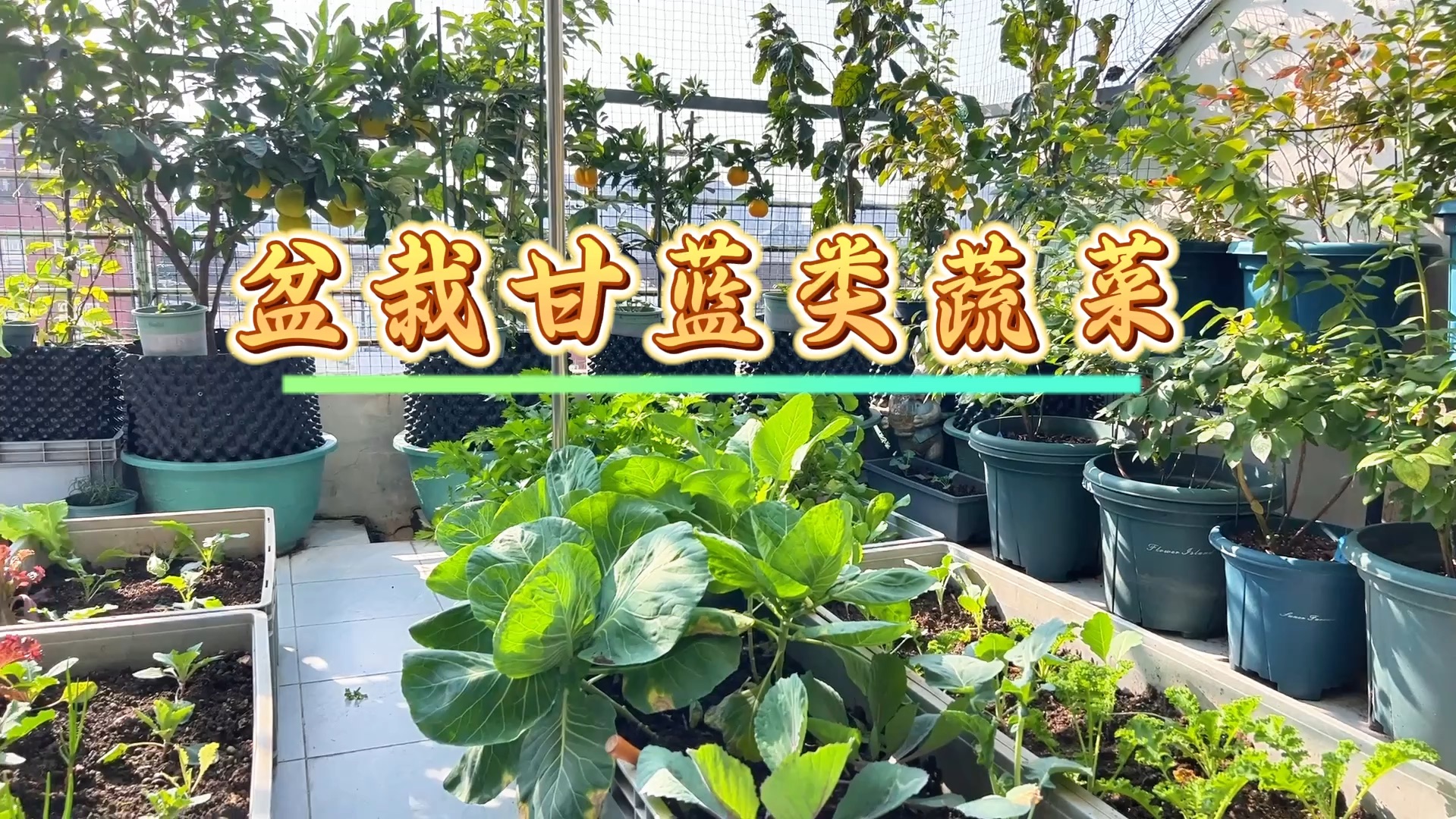 秋冬季节甘蓝类蔬菜~种了吗?哔哩哔哩bilibili