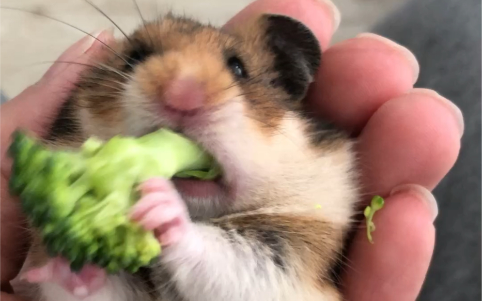 金丝熊躺手吃西兰花