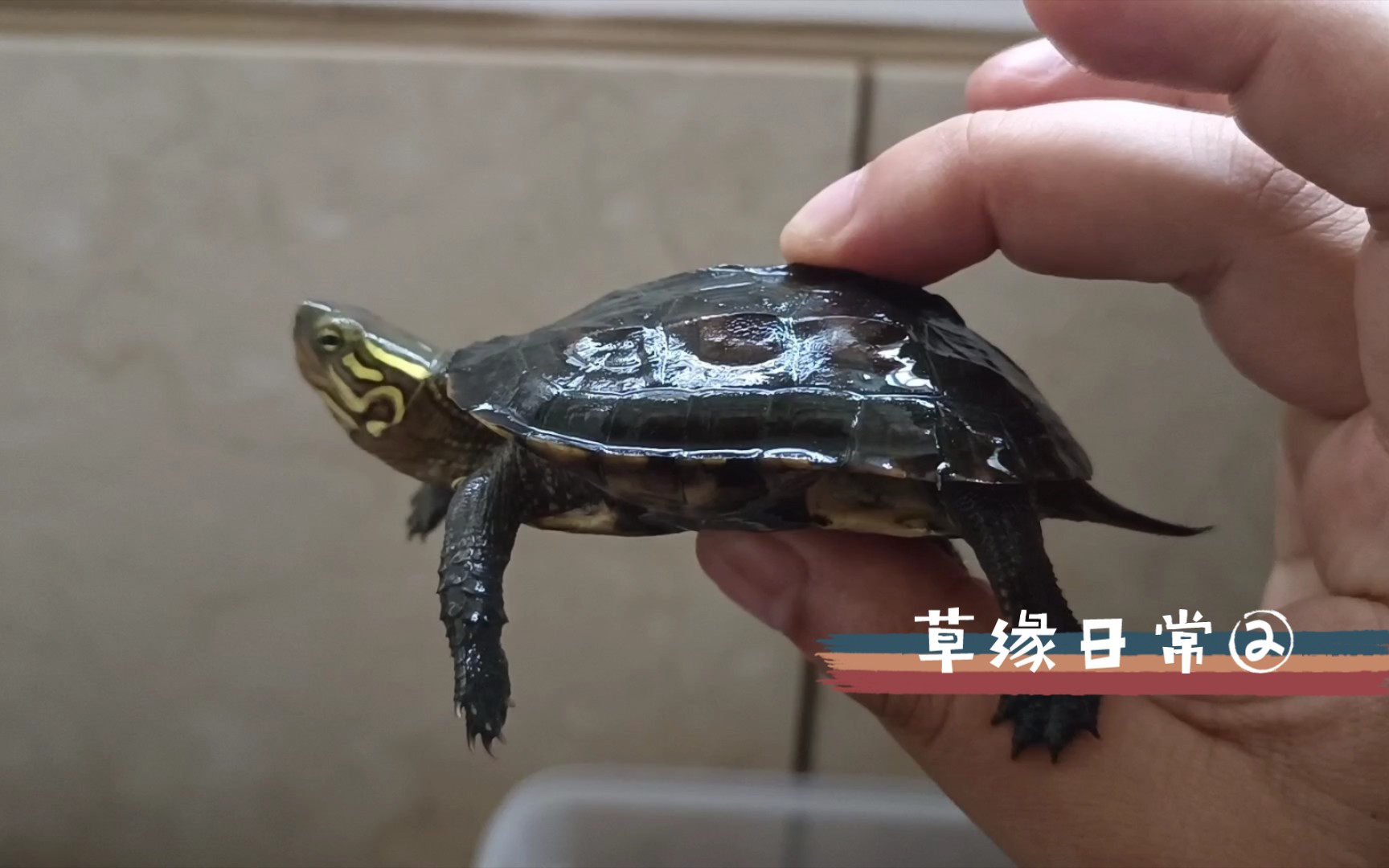 黄缘龟和中华草龟的结合小草缘的喂食日常