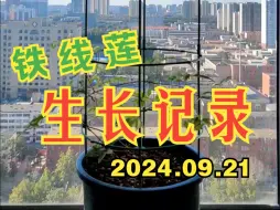 Download Video: 铁线莲，2024.09.21 生长记录