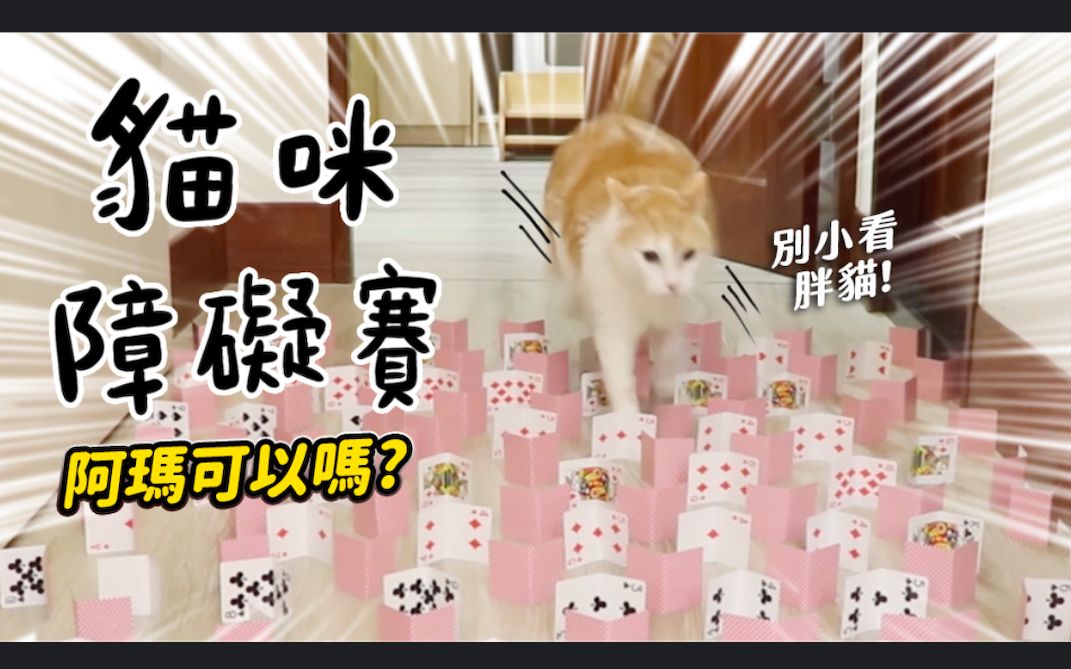 [图]【黄阿玛的日常】猫咪障碍赛！阿玛可以吗？