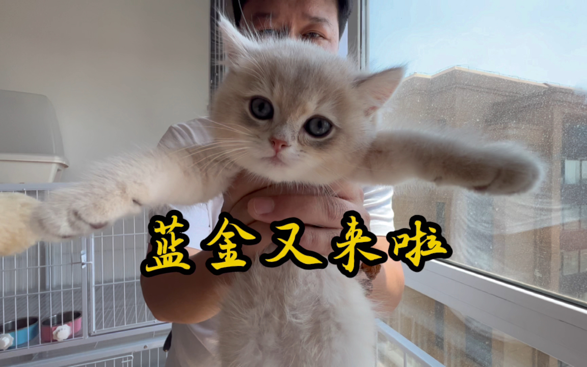 市场价值不菲的蓝金渐层猫!哔哩哔哩bilibili