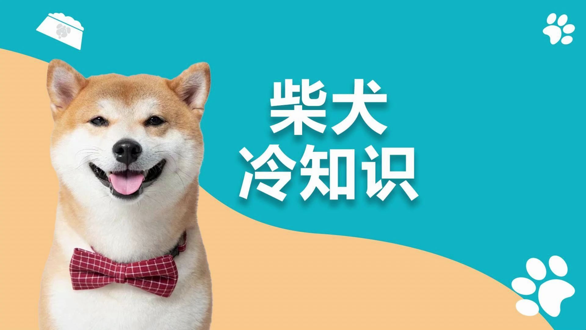 柴犬冷知识来喽,养狗人速进!哔哩哔哩bilibili