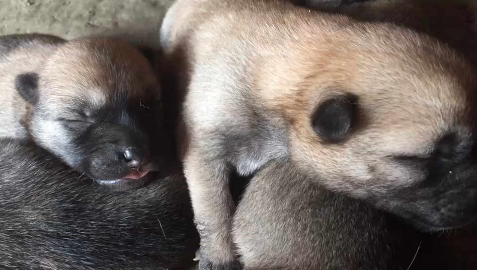 出生第五天还没睁眼的小胖狗.