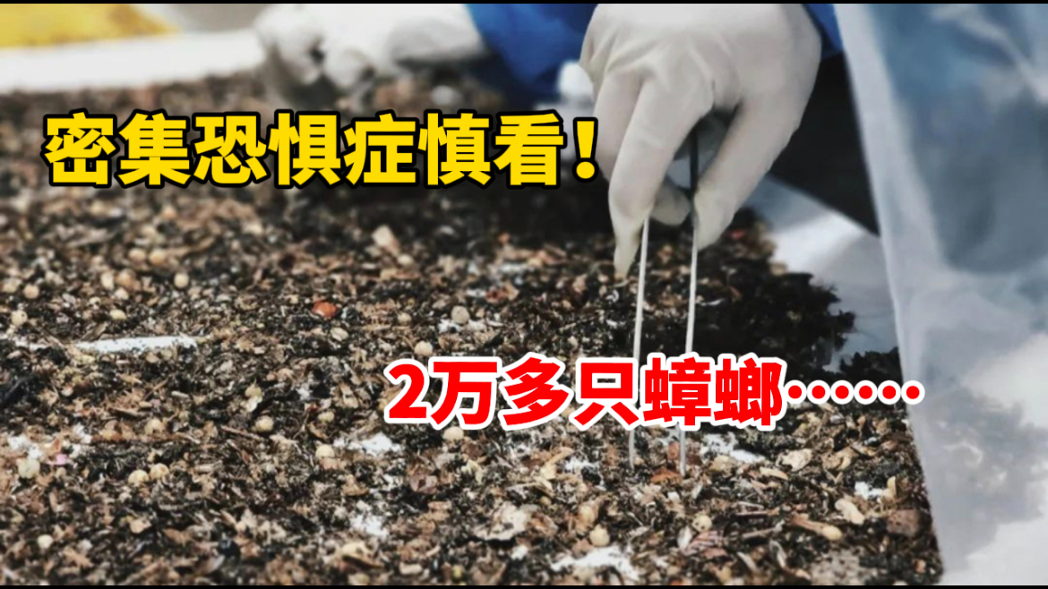 密集恐惧症慎看!厦门海关在入境船舶上截获两万多只蟑螂