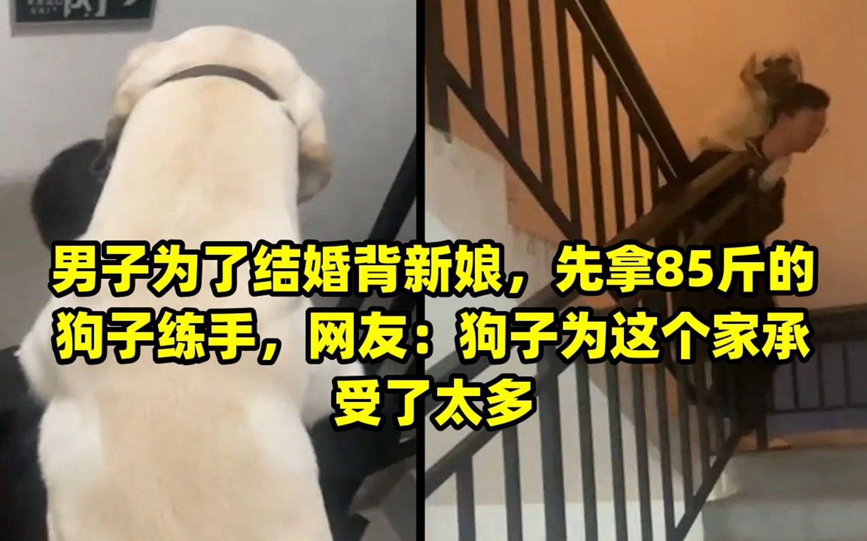 [图]男子为了结婚背新娘，先拿85斤的狗子练手，网友：狗子为这个家承受了太多