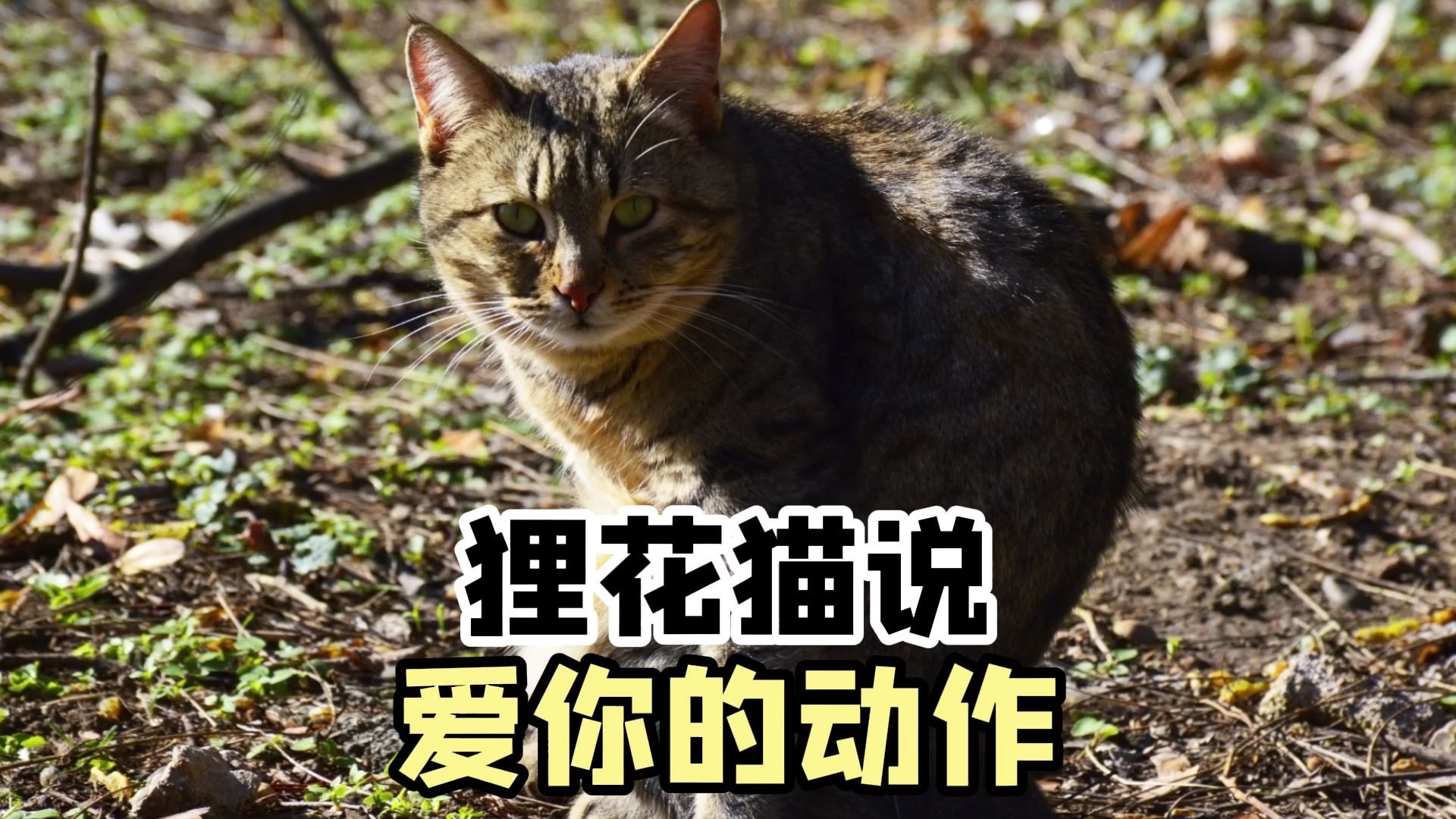狸花猫这些动作,代表的是"我爱你"