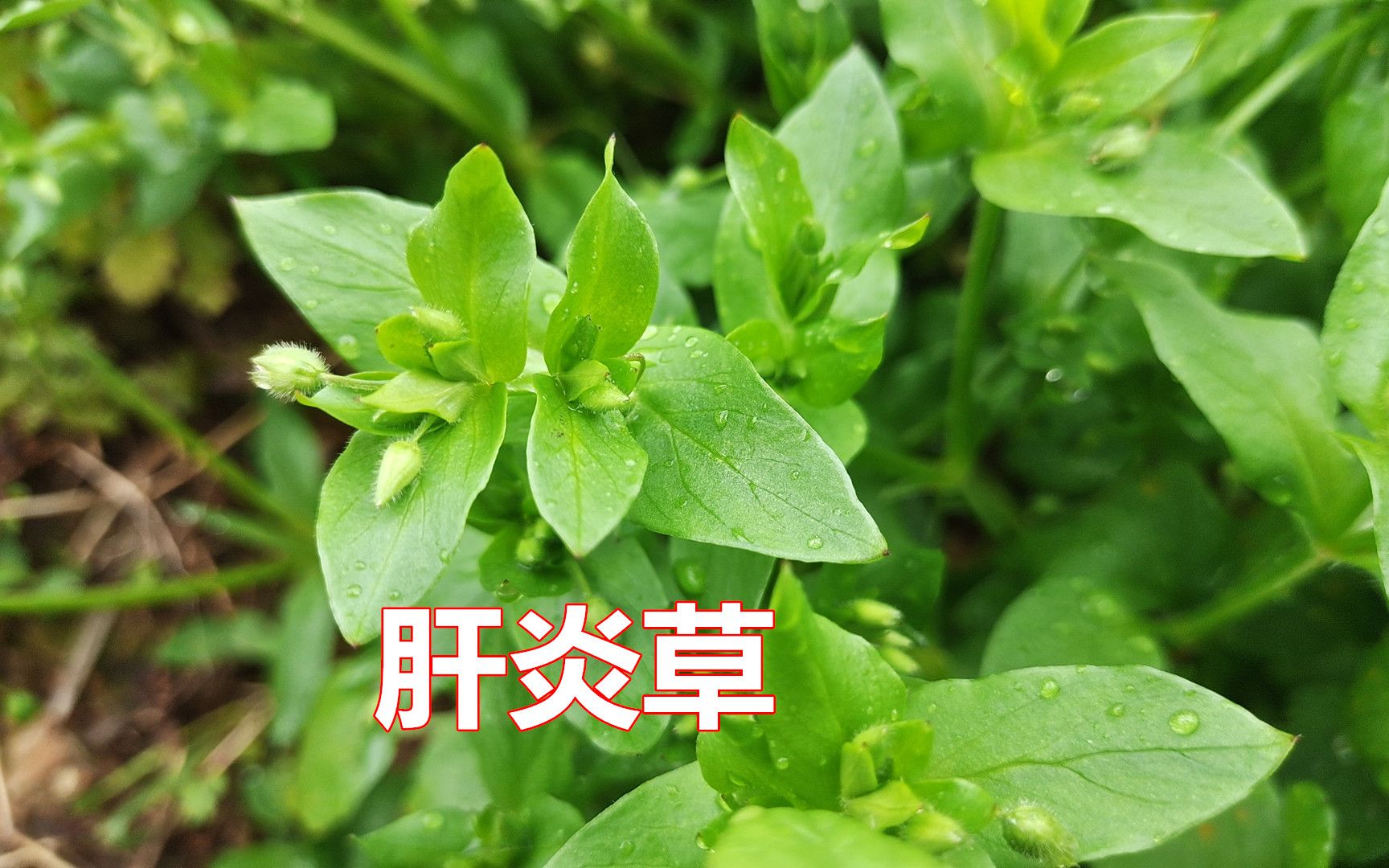 肝炎草的功效与作用图片