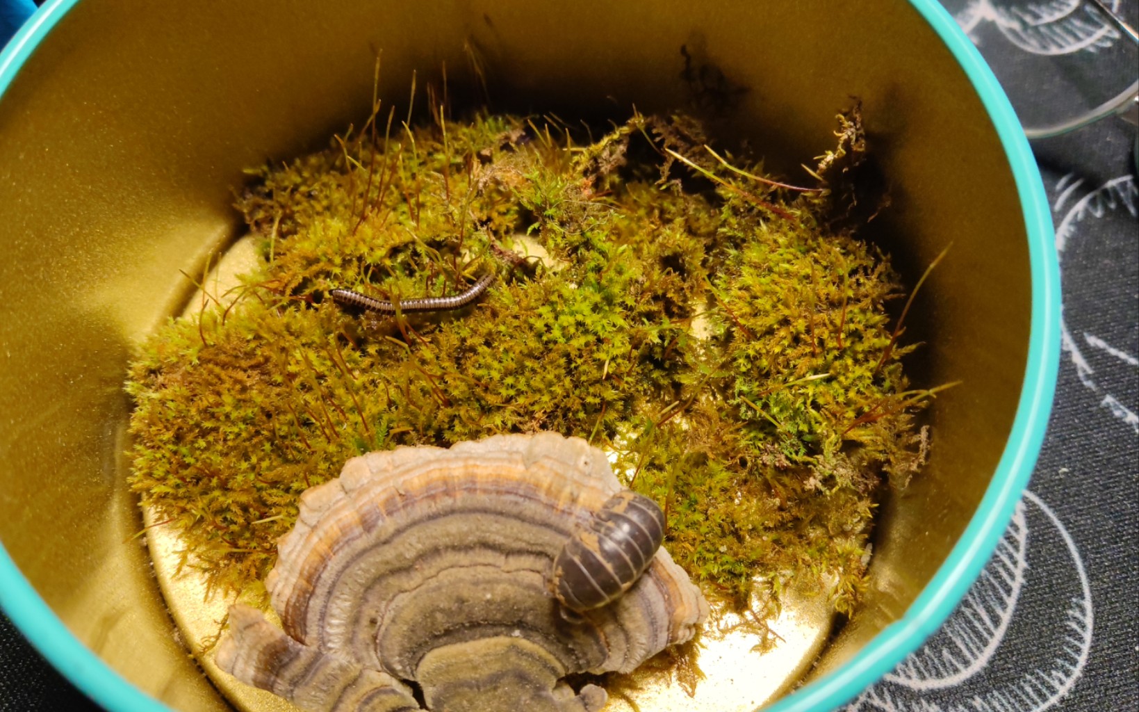 可爱宠物小马陆与球马陆到家的第一天!