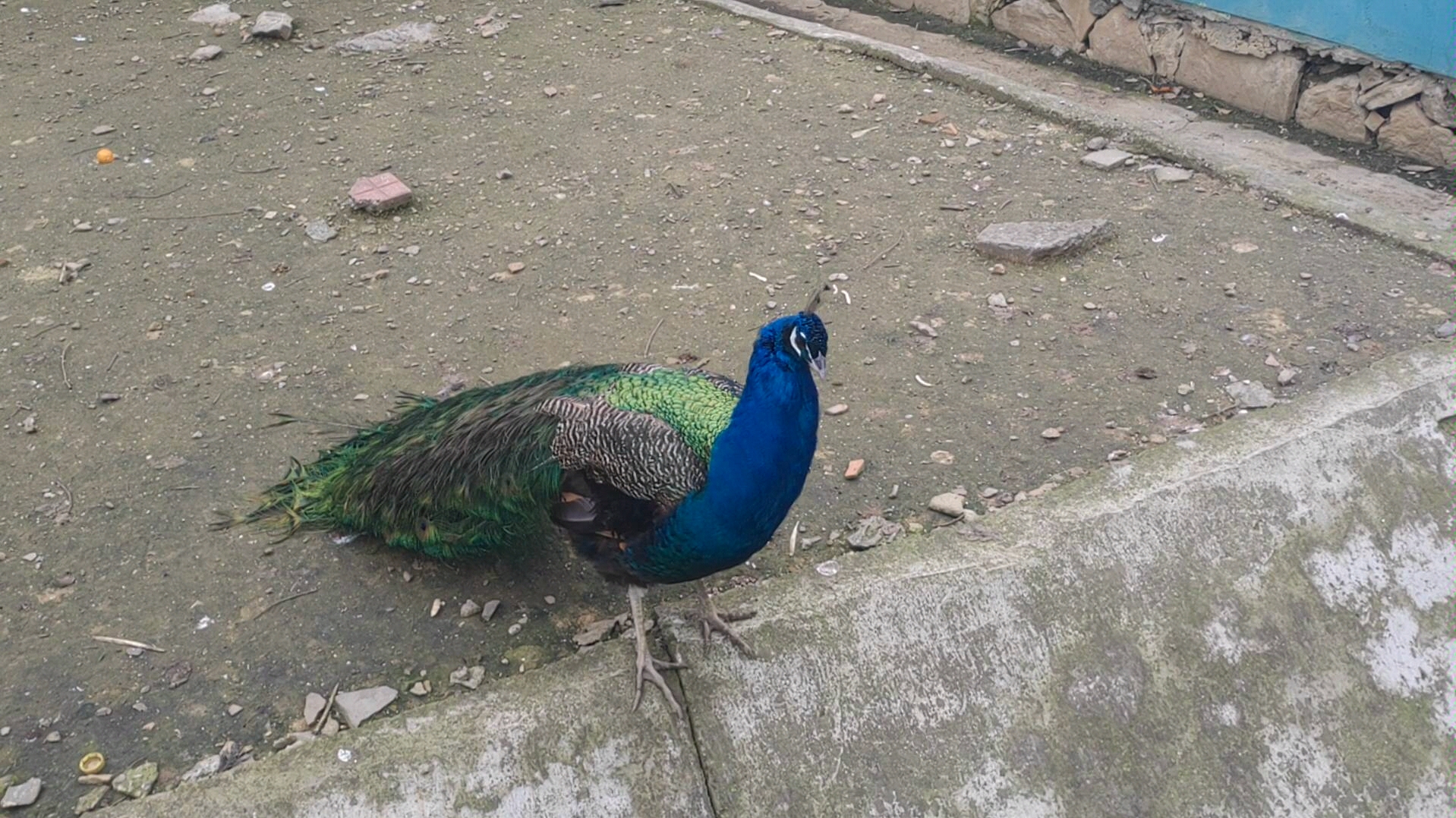 南京珍珠泉 动物园的孔雀 甭期待了 没开屏_哔哩哔哩 (゜-゜)つロ