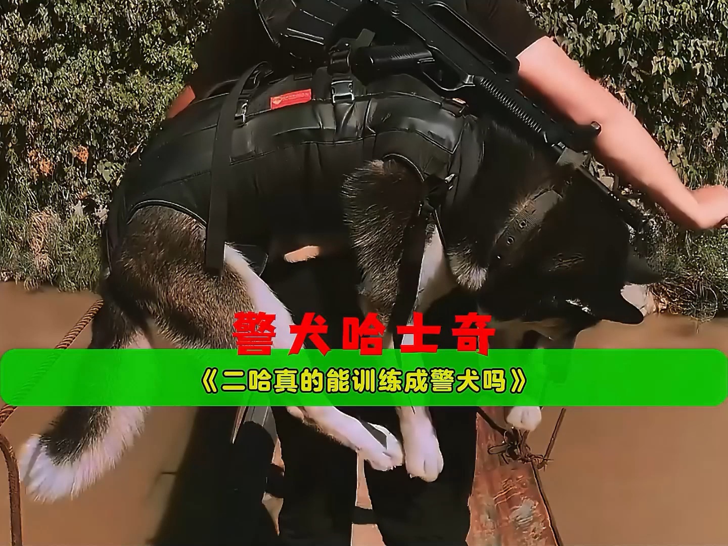 想要把哈士奇训练成一只警犬究竟能有多难?