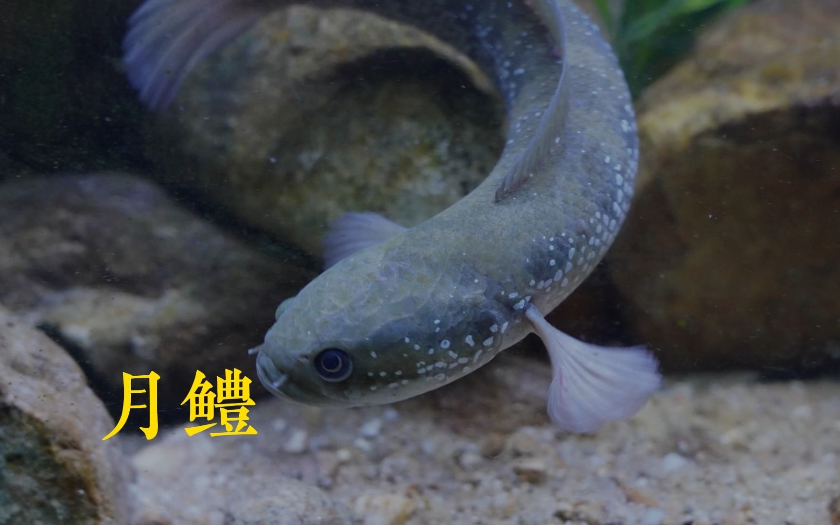 月鳢:或许是鳢科鱼类的颜值天花板.