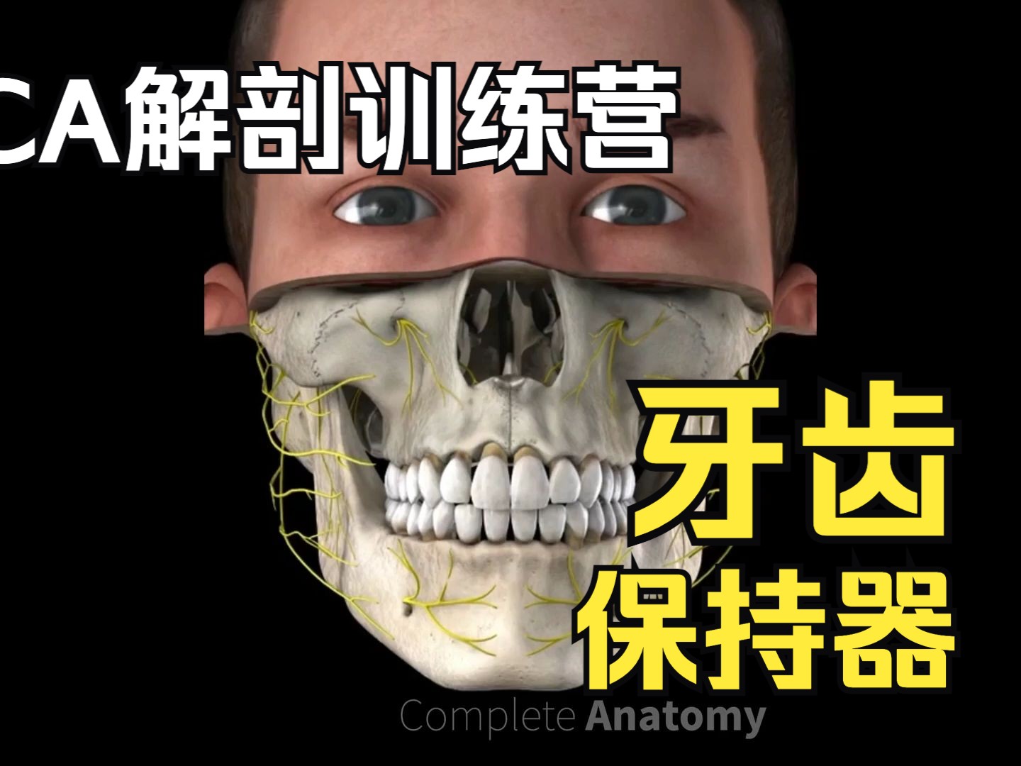 【硬核干货】哈雷保持器 Hawley Retainer(中英双语)|关爱牙齿更关心你哔哩哔哩bilibili