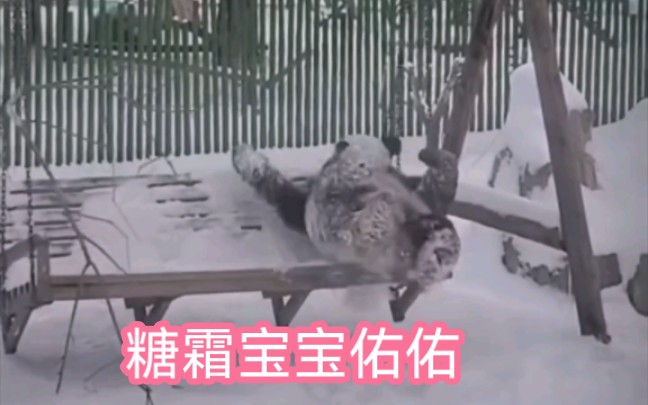 (熊猫佑佑)佑佑适应了雪地后.在雪里成为了糖霜宝宝.哔哩哔哩bilibili