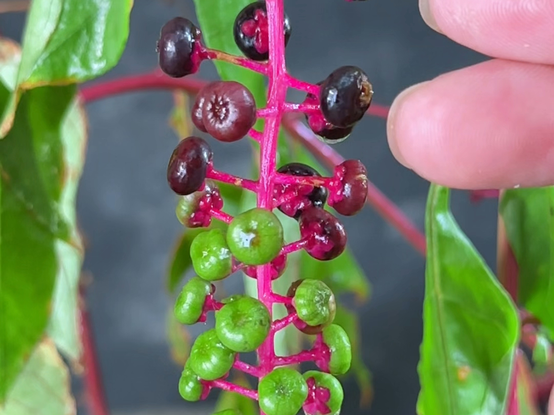 看看农村30种有趣植物,很多农村人不知它们的名字,你认识吗哔哩哔哩bilibili